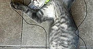 Basel joined the competition — help win amazing prizes! cat, gray_tabby, sleeping, floor, tile_floor, collar, pet, relaxed, animal, whiskers, paw, fur, linedrawing, black_line, playful, domestic_cat, resting, indoor, quiet, peaceful