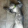 cat, gray_tabby, sleeping, floor, tile_floor, collar, pet, relaxed, animal, whiskers, paw, fur, linedrawing, black_line, playful, domestic_cat, resting, indoor, quiet, peaceful