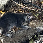 Basel joined the competition — help win amazing prizes! kitten, gray_cat, outdoor, rocks, sticks, leaves, soil, nature, curious, animal, small_cat, exploring, young_cat, feline, ground, daylight, closeup, playful, pet, wildlife