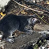 kitten, gray_cat, outdoor, rocks, sticks, leaves, soil, nature, curious, animal, small_cat, exploring, young_cat, feline, ground, daylight, closeup, playful, pet, wildlife