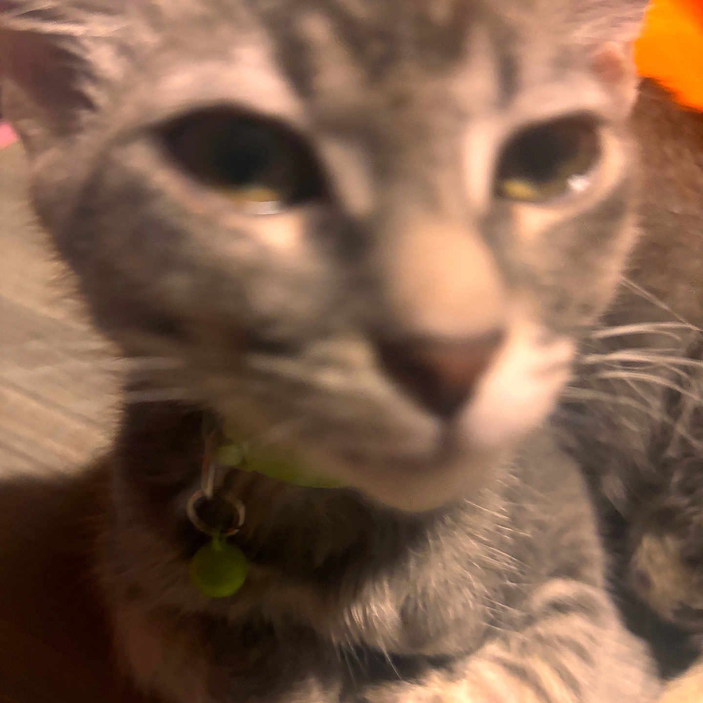 Basel joined the competition — help win amazing prizes! cat, tabby, gray_cat, pet, close_up, blurry, indoor, collar, bell, fur, whiskers, animal, cute, domestic_cat, sleepy, relaxed, feline, companionship, soft_light, curious