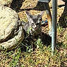 Basel joined the competition — help win amazing prizes! kitten, cat, gray_tabby, grass, rock, metal_pole, sunlight, outdoor, collar, young_cat, nature, curious, animal, pet, feline, ground, shadow, daylight, small_animal, playful