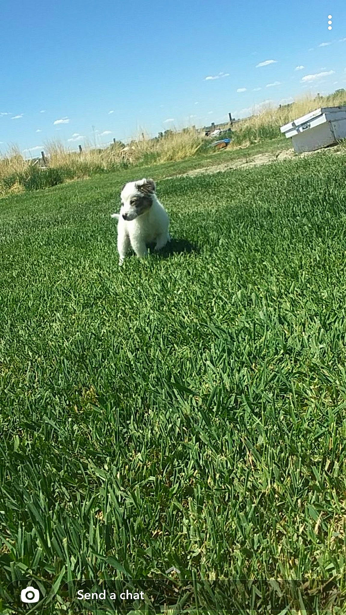 Chopper is registered to the contest to win money with this photo: agriculture, carnivore, cloud, companion_dog, dog, dog_breed, grass, grass_family, grassland, groundcover, landscape, lawn, meadow, people_in_nature, plain, plant, prairie, shrub, sky, tree