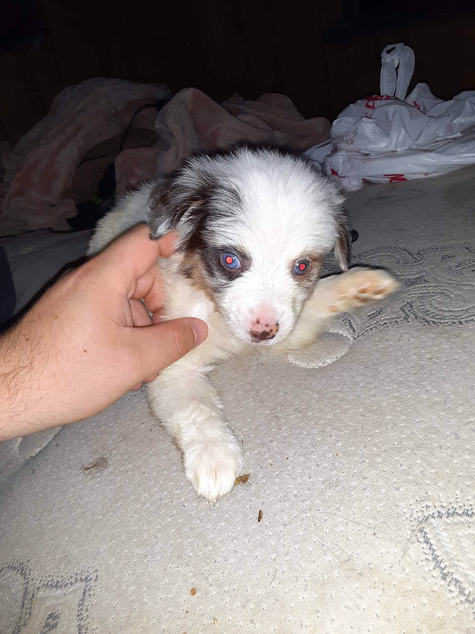 Chopper joined the competition — help win amazing prizes! canidae, carnivore, companion_dog, dog, dog_breed, fur, herding_dog, non_sporting_group, paw, puppy, snout, sporting_group, terrestrial_animal, toy_dog, whiskers, working_animal, working_dog