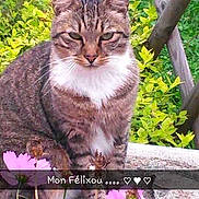 Félix a rejoint le concours — aidez-le/la à gagner de superbes lots !