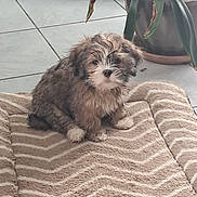 Ava a rejoint le concours — aidez-le/la à gagner de superbes lots ! adorable, animal, brown, companion, cozy, curious, cute, dog, domestic, furry, indoor, leaf, pet_bed, plant, puppy, sitting, small, tile_floor, white, young