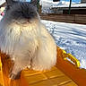 Winter participe au concours pour gagner de l'argent avec cette photo : cat, fluffy, sled, yellow, snow, outdoor, winter, sunlight, blue_sky, fence, house, pet, animal, fur, whiskers, relaxed, daylight, shadow, cold, nature