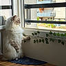 Winter a rejoint le concours — aidez-le/la à gagner de superbes lots ! cat, fluffy, window, indoor, wooden_furniture, leafy_decor, pet, looking_outside, curious, domestic_animal, feline, side_view, natural_light, table, plant, home, cozy, quiet, domestic, animal