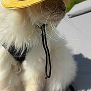 Winter participe au concours pour gagner de l'argent avec cette photo : cat, fluffy, yellow_hat, outdoor, sunlight, blue_sky, clouds, pet, feline, whiskers, fur, sitting, gray_surface, chin_strap, shadow, cute, animal, portrait, summer, relaxing
