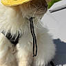 cat, fluffy, yellow_hat, outdoor, sunlight, blue_sky, clouds, pet, feline, whiskers, fur, sitting, gray_surface, chin_strap, shadow, cute, animal, portrait, summer, relaxing