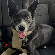 Odin joined the competition — help win amazing prizes! animal, black_and_white, canine, car_seat, collar, companion, cute, dog, domestic_animal, ears, fur, happy, indoor, nose, paw, pet, sitting, smiling, tag, tongue_out