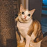 animal, brown_and_white, cat, cat_tree, collar, cozy, curious, cute, domestic_cat, ears, feline, flooring, furniture, indoor, looking_up, pet, scratching_post, sitting, whiskers, wood_floor