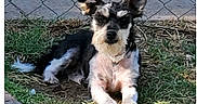 Furry Murry is registered to the contest to win money with this photo: alert, animal, black_fur, canine, collar, daylight, dog, ears, fence, fur, grass, ground, laying_down, nature, outdoor, pet, sidewalk, small_dog, tan_fur, white_fur