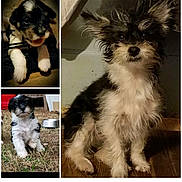 Furry Murry is registered to the contest to win money with this photo: animal, black_and_white, canine, collage, cute, dog, floor, fur, grass, indoor, outdoor, pet, playful, portrait, puppy, scruffy, sit, small_dog, wood, young_dog