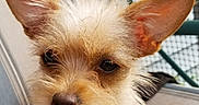 Dixie Loo Loo is registered to the contest to win money with this photo: animal, canine, chair, close_up, companionship, cute, dog, domestic_animal, ears, expression, face, fence, fur, looking, outdoor, pet, portrait, scruffy, sitting, small_dog
