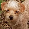 Dixie Loo Loo is registered to the contest to win money with this photo: animal, brown_fur, canine, closeup, cute, daylight, dog, ears, fur, grass, mulch, nature, nose, outdoor, pet, portrait, scruffy, small_dog, standing, whiskers