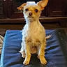 Dixie Loo Loo joined the competition — help win amazing prizes! animal, black_cushion, brown_fur, canine, curious, cushion, dog, domestic_animal, ears_up, face, fur, indoor, light_brown, looking_at_camera, pet, quiet, scruffy_dog, sitting, small_dog, wooden_cabinet