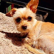 Dixie Loo Loo is registered to the contest to win money with this photo: adorable, animal, brown_fur, close_up, companion, cozy, cute, cute_pet, dog, domestic_animal, ear, fluffy_blanket, fur, indoor, looking, mammal, pet, portrait, resting, small_dog