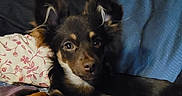Joshiewawa joined the competition — help win amazing prizes! animal, bed, black_fur, blanket, brown_fur, canine, cozy, curious, cute, dog, domestic, ears, indoor, looking_at_camera, lying_down, paw, pet, pillow, portrait, relaxed