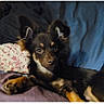 dog, pet, bed, pillow, blanket, indoor, animal, portrait, curious, relaxed, brown_fur, black_fur, ears, paw, canine, cute, lying_down, looking_at_camera, cozy, domestic
