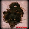 Joshiewawa is registered to the contest to win money with this photo: animal, black, blanket, brown, cute, dog, domestic_animal, fur, gallery, indoor, looking_up, lying_down, mammal, pet, pink, portrait, resting, screen, small_dog, vignette