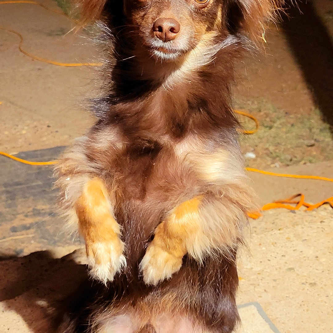Joshiewawa is registered to the contest to win money with this photo: alert, animal, brown, canine, companion, concrete, curious, dog, domestic_animal, ears, fur, looking_at_camera, mammal, night, outdoor, pet, portrait, small_dog, standing, tan