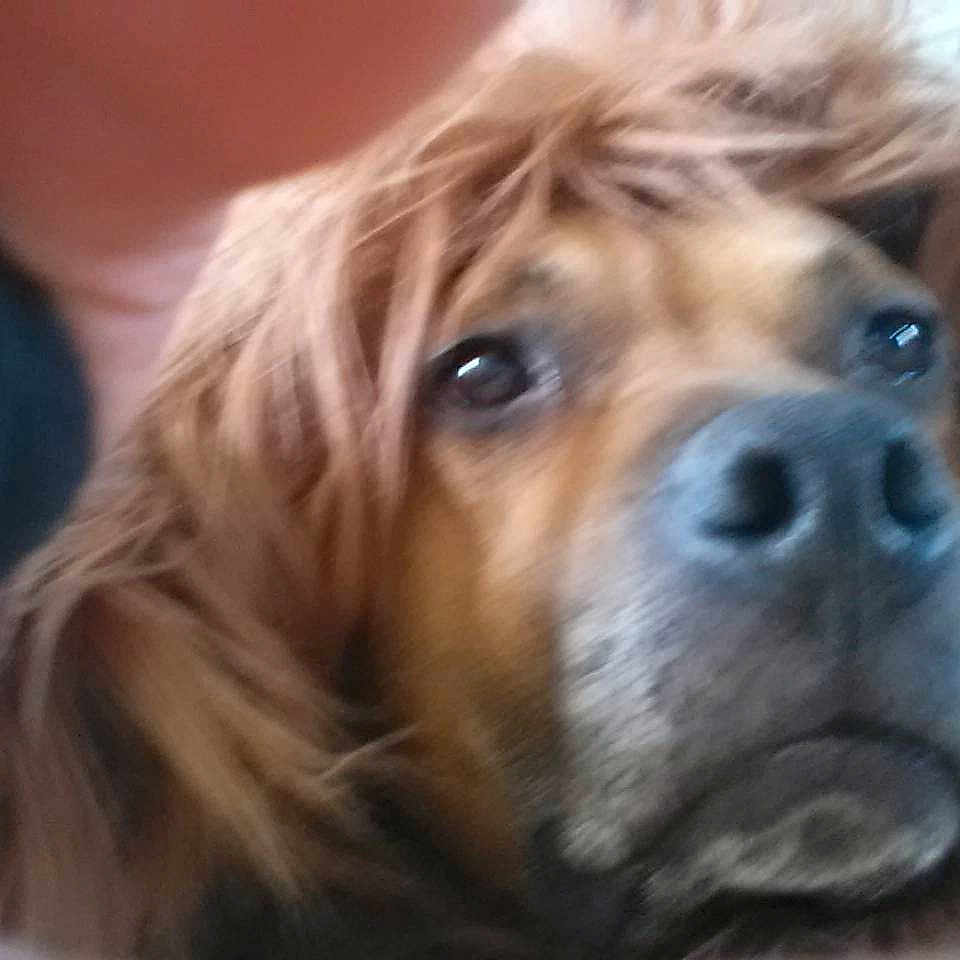 Colby