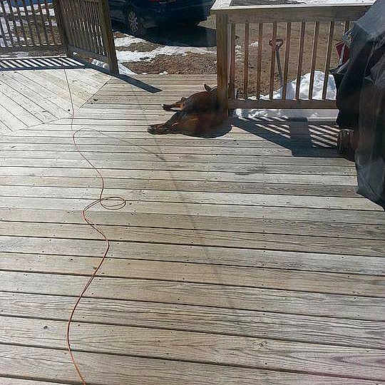 Rickey And Lucy is registered to the contest to win money with this photo: