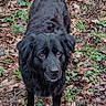 animal, app_icons, background, black_dog, canine, curious, dog, forest_floor, fur, green_plants, ground, leaves, looking_up, nature, outdoor, pet, phone_screen, screenshot, smartphone, tail
