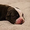 Brooke participe au concours pour gagner de l'argent avec cette photo : puppy, newborn, sleeping, dog, pink_nose, brown_fur, white_markings, close_up, soft_texture, blanket, cute, animal, pet, resting, young, peaceful, indoor, fur, small, adorable