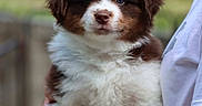Brooke participe au concours pour gagner de l'argent avec cette photo : puppy, dog, brown, white, fluffy, cute, pet, animal, outdoor, person, holding, portrait, young, fur, mammal, friendly, domestic_animal, companion, cuddly, nature