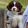 puppy, dog, brown, white, fluffy, cute, pet, animal, outdoor, person, holding, portrait, young, fur, mammal, friendly, domestic_animal, companion, cuddly, nature
