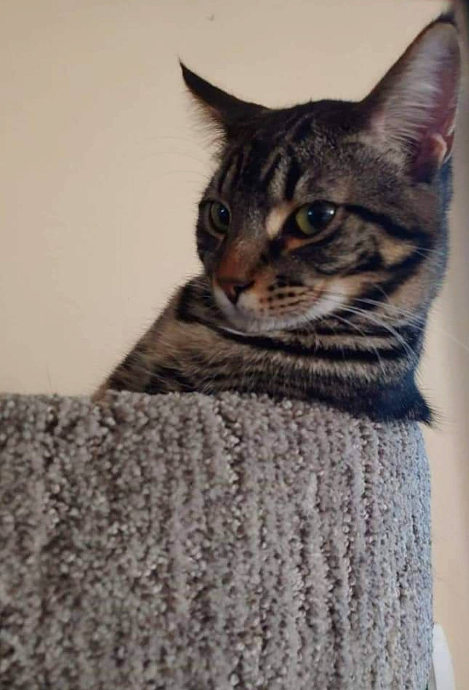 Razzburry is registered to the contest to win money with this photo: art, carnivore, cat, domestic_short_haired_cat, felidae, fur, grey, small_to_medium_sized_cats, snout, terrestrial_animal, whiskers, wildlife, window