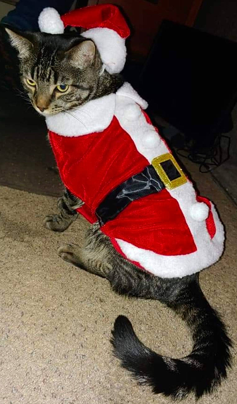 Razzburry is registered to the contest to win money with this photo: carmine, carnivore, cat, christmas, costume_hat, event, fawn, felidae, fur, fur_clothing, hat, holiday, human_leg, lap, santa_claus, small_to_medium_sized_cats, snout, sock, tail, whiskers