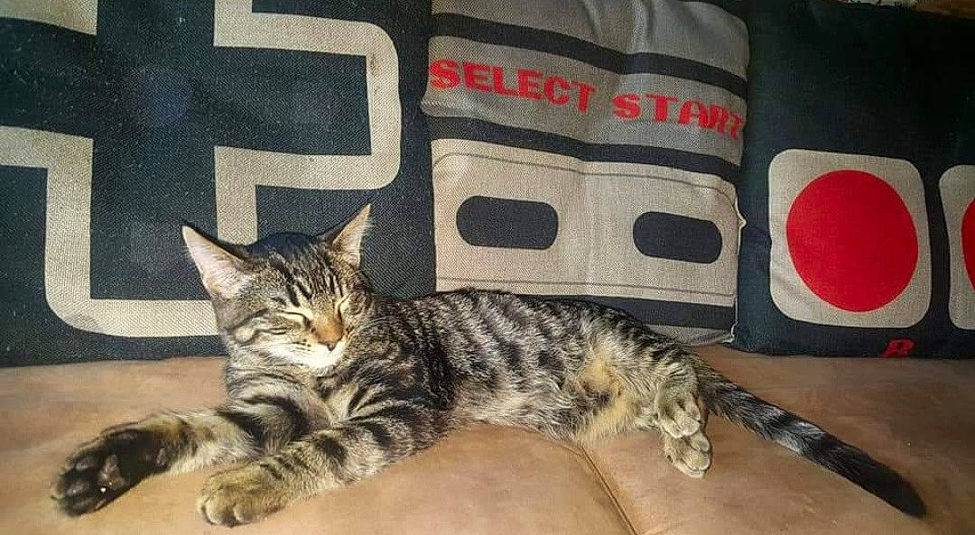 Razzburry is registered to the contest to win money with this photo: carmine, carnivore, cat, claw, comfort, couch, domestic_short_haired_cat, felidae, fur, linens, mammal, pattern, paw, pillow, sitting, small_to_medium_sized_cats, tail, terrestrial_animal, throw_pillow, whiskers