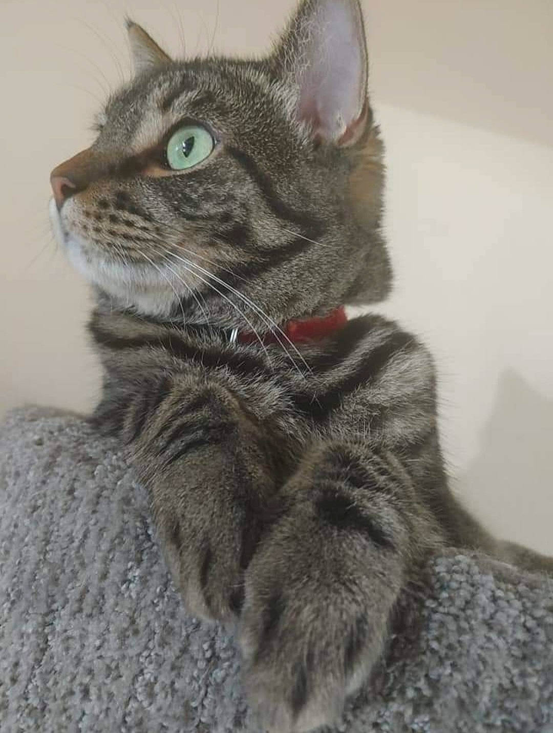 Razzburry is registered to the contest to win money with this photo: carnivore, cat, cat_toy, curious, domestic_short_haired_cat, felidae, fur, grey, paw, small_to_medium_sized_cats, snout, tail, terrestrial_animal, whiskers, window