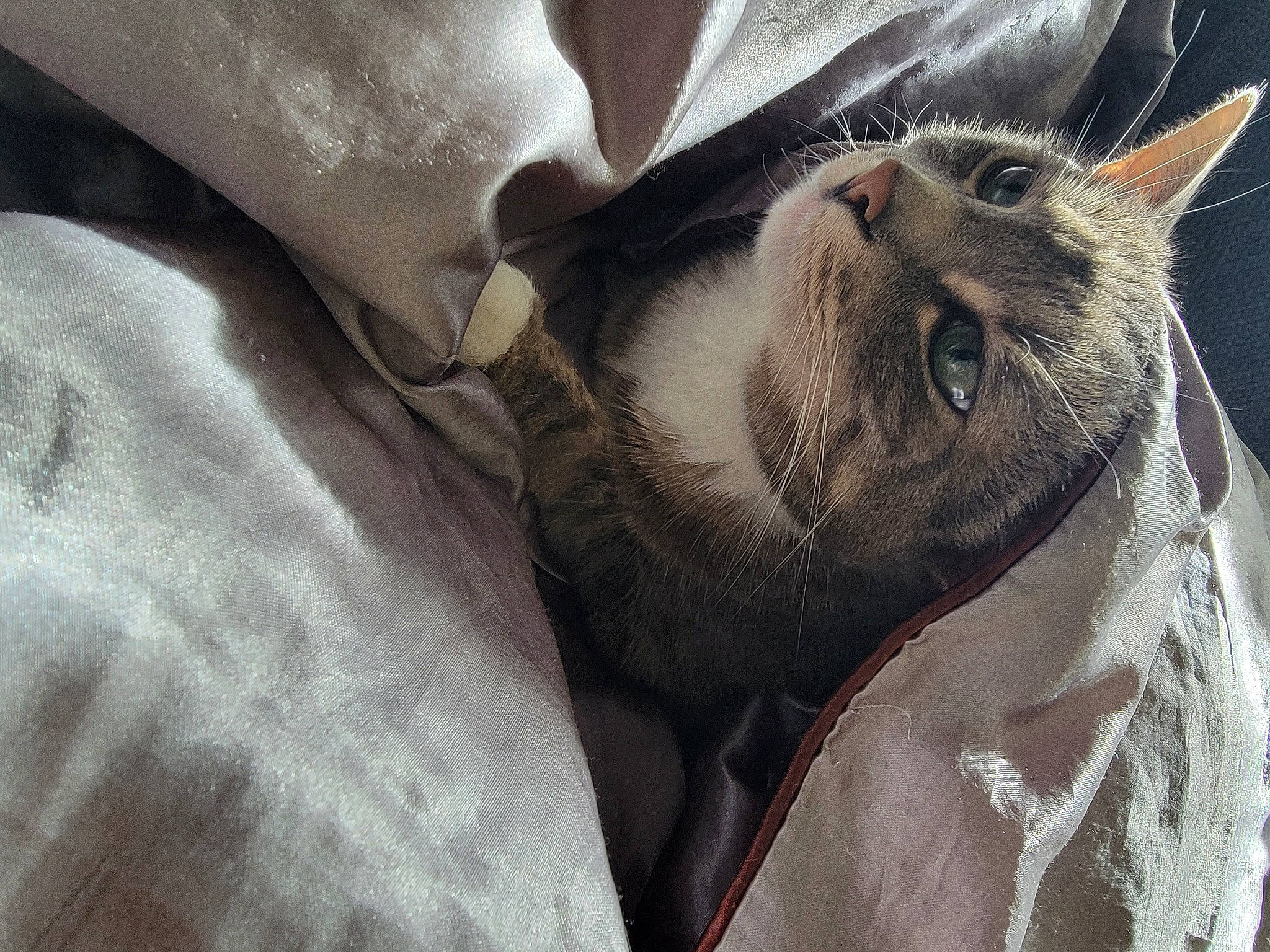 Kiwi-kitty is registered to the contest to win money with this photo: carnivore, cat, claw, comfort, domestic_short_haired_cat, ear, felidae, fur, grey, linens, nap, paw, sleep, small_to_medium_sized_cats, snout, textile, whiskers