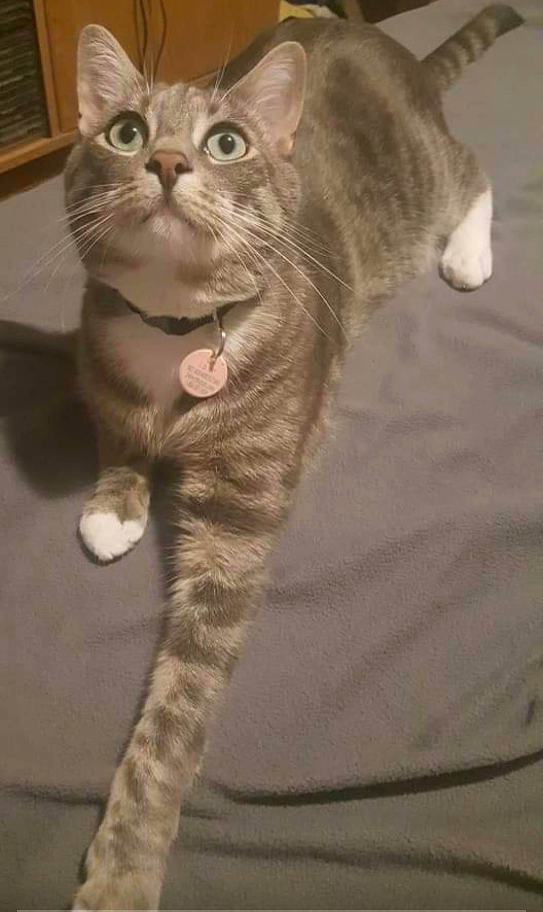 Kiwi-kitty is registered to the contest to win money with this photo: carnivore, cat, claw, domestic_short_haired_cat, eye, fawn, felidae, fur, glasses, head, paw, small_to_medium_sized_cats, snout, tail, terrestrial_animal, whiskers