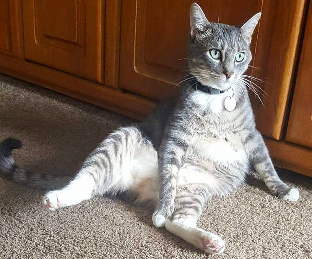 Kiwi-kitty joined the competition — help win amazing prizes! cabinetry, carnivore, cat, claw, comfort, domestic_short_haired_cat, door, fawn, felidae, flooring, fur, grey, hardwood, paw, sitting, small_to_medium_sized_cats, snout, tail, vertebrate, whiskers