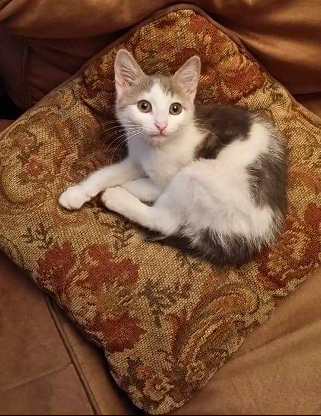 Dino joined the competition — help win amazing prizes! carnivore, cat, cat_supply, comfort, domestic_short_haired_cat, eye, fawn, felidae, flooring, foot, fur, hardwood, linens, paw, small_to_medium_sized_cats, snout, tail, textile, whiskers, wood