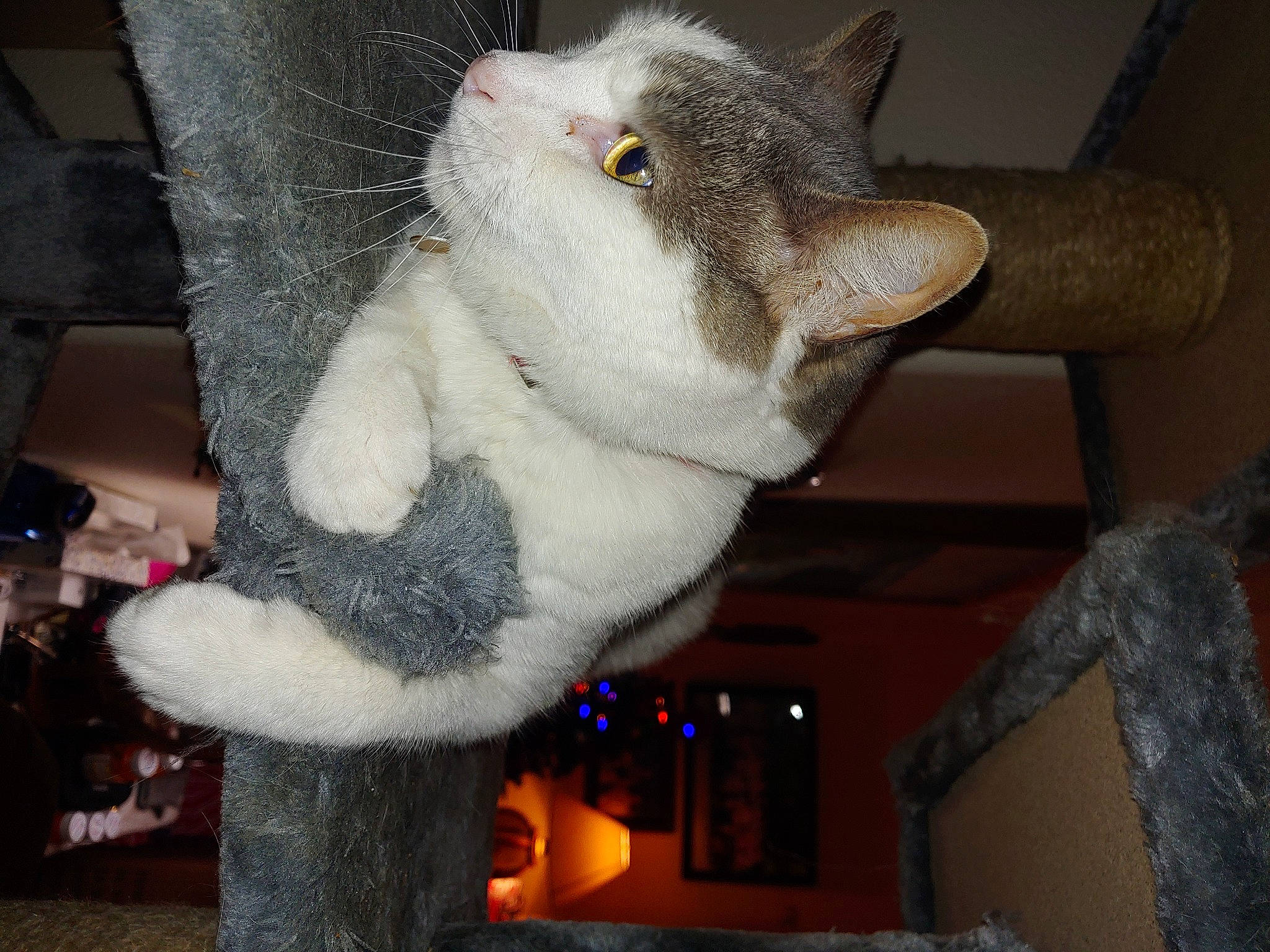 Dino joined the competition — help win amazing prizes! carmine, carnivore, cat, claw, domestic_short_haired_cat, ear, fawn, felidae, fur, paw, plush, small_to_medium_sized_cats, snout, stuffed_toy, tail, whiskers, wool