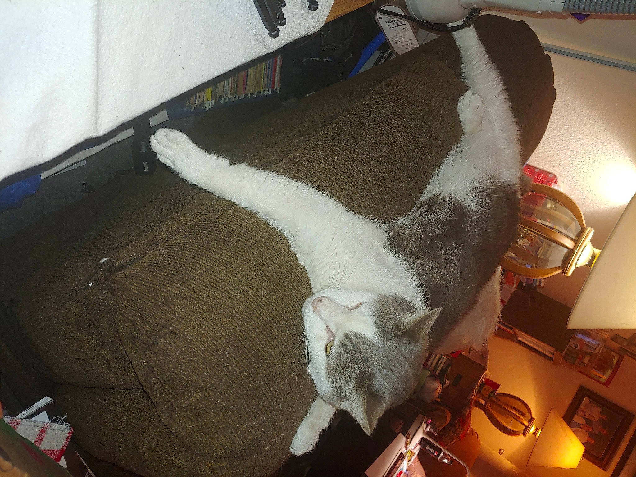 Dino is registered to the contest to win money with this photo: carnivore, claw, comfort, couch, fawn, felidae, flesh, foot, fur, human_leg, lamp, light_fixture, paw, small_to_medium_sized_cats, snout, sporting_group, tail, whiskers, wing, wrist