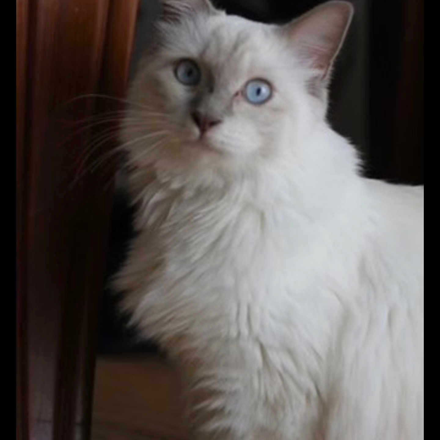 Uno a rejoint le concours — aidez-le/la à gagner de superbes lots ! animal, blue_eyes, cat, close_up, curious, cute, domestic_cat, feline, fluffy, fur, house, indoor, looking, mammal, pet, portrait, soft_light, whiskers, white_cat, wooden_door