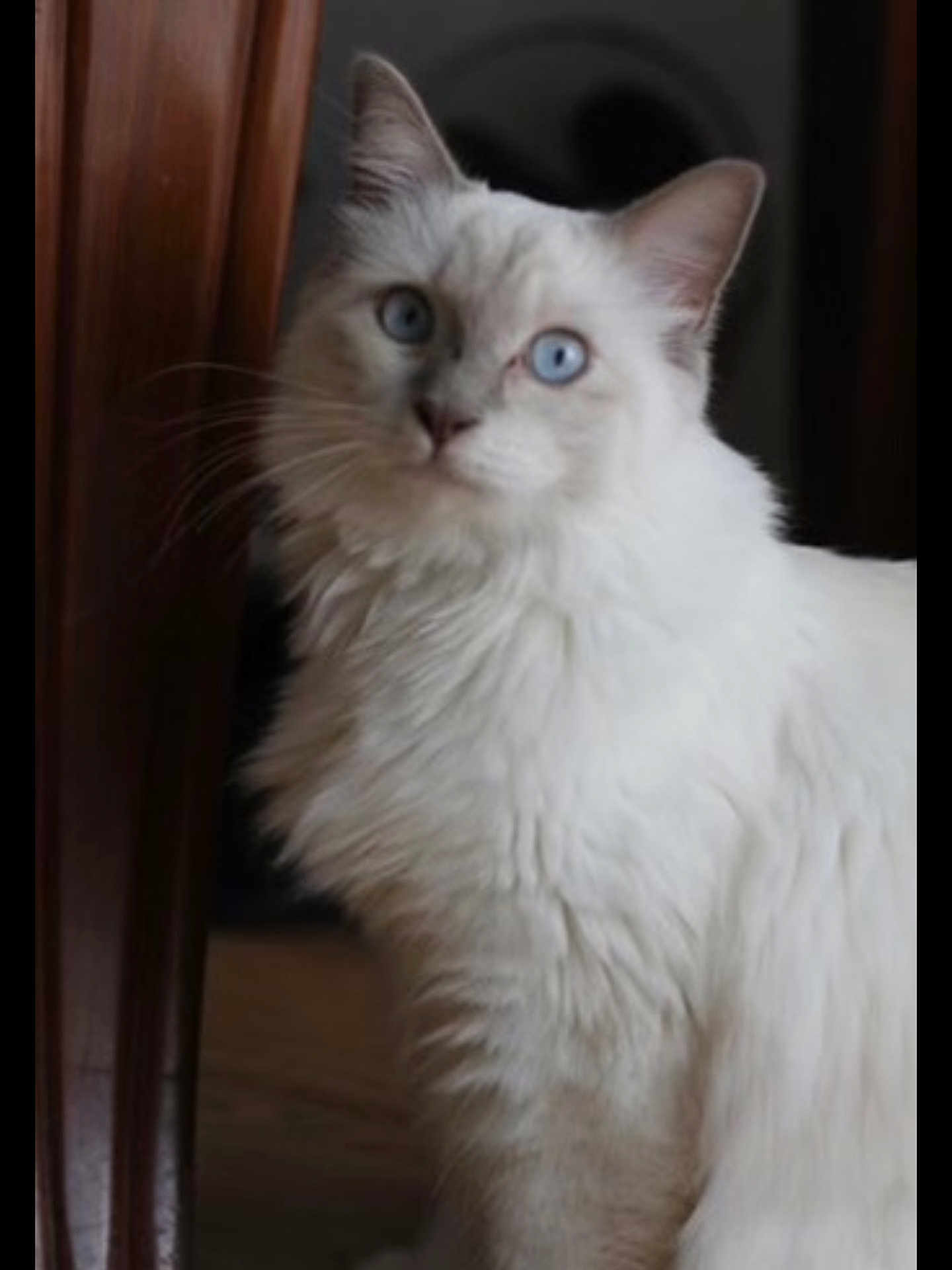 Uno a rejoint le concours — aidez-le/la à gagner de superbes lots ! cat, white_cat, blue_eyes, fluffy, indoor, wooden_door, pet, animal, feline, curious, portrait, close_up, whiskers, soft_light, domestic_cat, looking, fur, cute, mammal, house