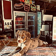 Aria participe au concours pour gagner de l'argent avec cette photo : puppy, dog, counter, menu, restaurant, fridge, drinks, neon_sign, hotdog, fries, burger, wooden_surface, blue_eyes, relaxed, indoor, casual, cute, pet, animal, lounge