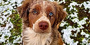 Aria participe au concours pour gagner de l'argent avec cette photo : dog, puppy, heterochromia, blue_eye, brown_eye, outdoor, snow, grass, pet, animal, cute, fur, canine, looking_up, nature, winter, adorable, portrait, sitting, closeup
