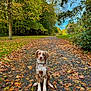 Aria participe au concours pour gagner de l'argent avec cette photo : dog, autumn, leaves, path, forest, outdoor, nature, tree, fall, season, pet, animal, canine, brown, white, sitting, scenery, blue_sky, leaf_litter, park