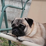Reaver participe au concours pour gagner de l'argent avec cette photo : pug, dog, pet, outdoor, chair, resting, face, animal, furry, cute, looking, expression, paw, beige, metal, relaxing, grass, garden, closeup, portrait