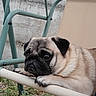 pug, dog, pet, outdoor, chair, resting, face, animal, furry, cute, looking, expression, paw, beige, metal, relaxing, grass, garden, closeup, portrait
