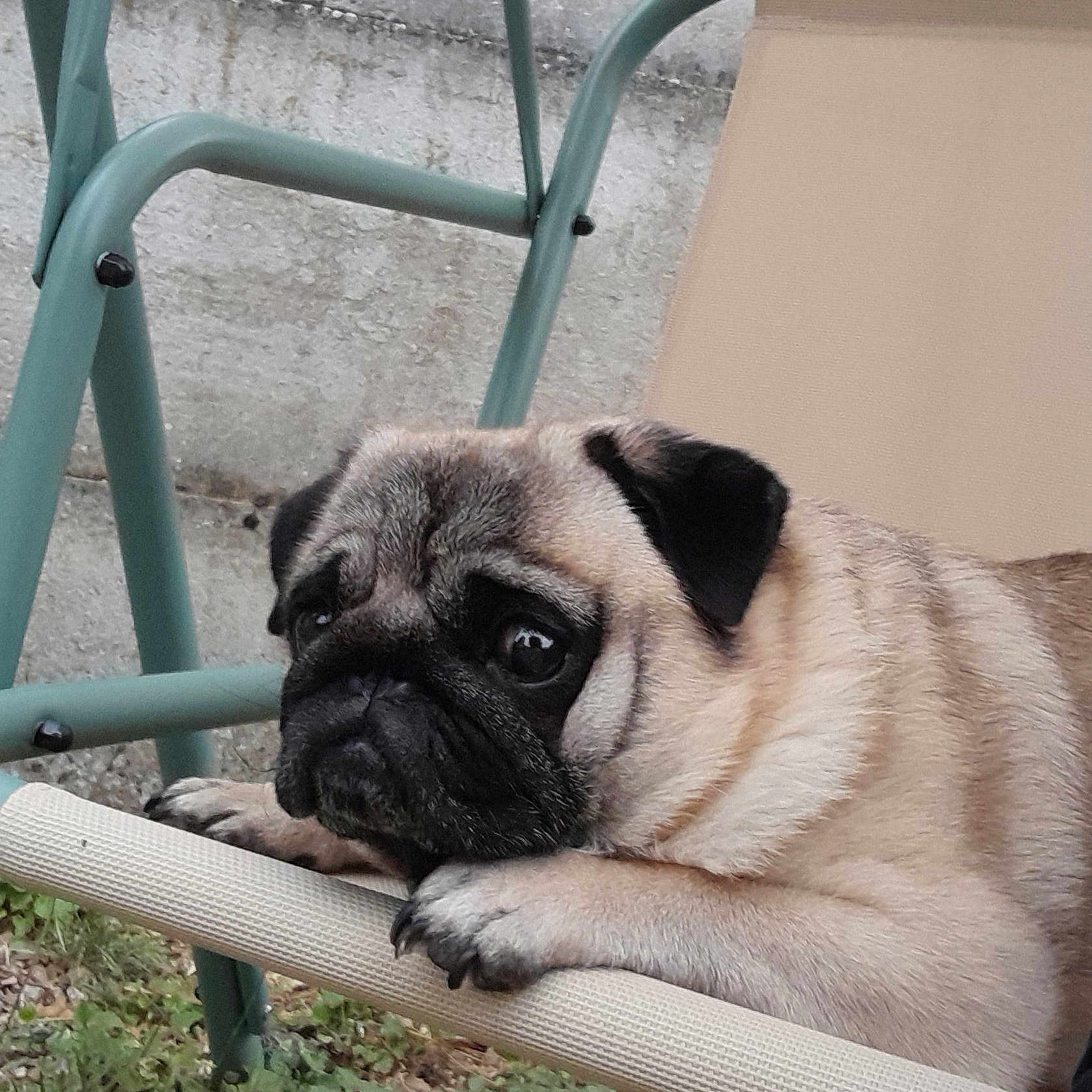 Reaver participe au concours pour gagner de l'argent avec cette photo : pug, dog, pet, outdoor, chair, resting, face, animal, furry, cute, looking, expression, paw, beige, metal, relaxing, grass, garden, closeup, portrait